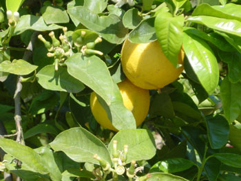 برگاموت - معرفی درختان میوه